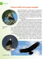 Фото Енциклопедія для допитливих А5 : Хижаки (Українська, 01 КРЕЙДОВАНИЙ ) 2