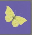 Фото Insects. Collect the rainbow 8