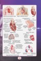 Фото Ви маєте це знати. Тіло людини 8