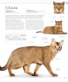 Фото The Cat Encyclopedia 13
