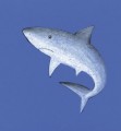Фото Sea Animals 4