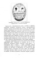 Фото Міцкевич 8