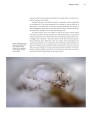 Фото Frozen Planet II: A World of Wonder Beyond the Ice 8