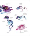 Фото The Science of Animals 12