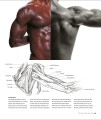 Фото Anatomy for the Artist 8