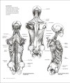 Фото Anatomy for the Artist 9
