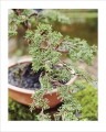Фото Grow Bonsai 3