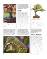 Фото Grow Bonsai 8