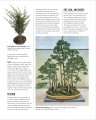 Фото Grow Bonsai 10
