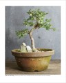 Фото Grow Bonsai 14