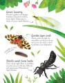 Фото Bugs to Spot. Usborne Minis 3