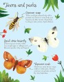 Фото Bugs to Spot. Usborne Minis 6