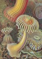 Фото The Art and Science of Ernst Haeckel 2