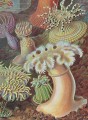 Фото The Art and Science of Ernst Haeckel 3