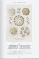 Фото The Art and Science of Ernst Haeckel 5