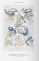 Фото The Art and Science of Ernst Haeckel 7