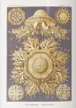 Фото The Art and Science of Ernst Haeckel 10