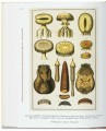 Фото Seba. Cabinet of Natural Curiosities 4