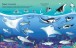 Фото Sharks and Rays 4