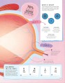 Фото Brain Booster: Human Body 5