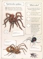 Фото Collection of Curiosities: Bugs 5