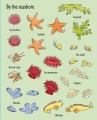 Фото First Sticker Book: Under the Sea 7