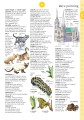 Фото Illustrated English Dictionary (updated edition) 5
