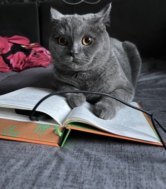 Коточитанки