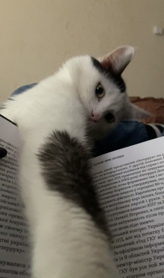 Котик мріє