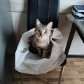 Олена