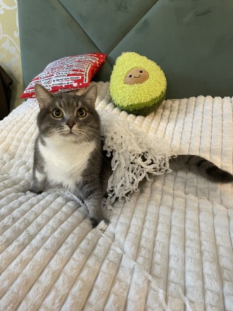 Бажанки котика
