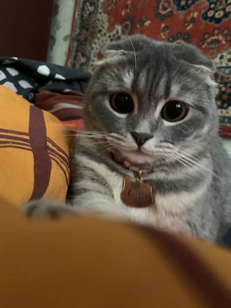 Книги та котики то любов ❤️