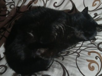 Бажаночки котика