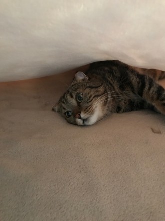 Книжкові котомрії