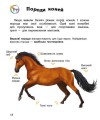 Фото Енциклопедія дошкільника: Коні 2