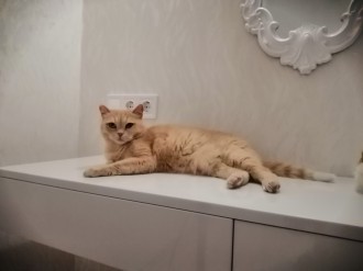 мрії котолапи :)