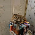 Олена