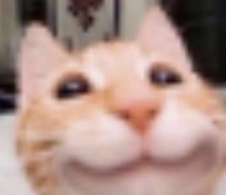 meow meow