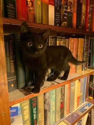Скарбничка Bookchef 🐈⬛