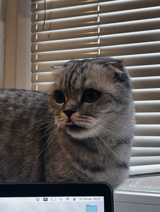 Мої мрії 🫣😸🌸