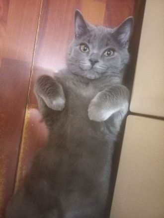 Котячі книжкомрії
