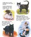 Фото Коти. Енциклопедія дошкільника 7