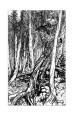 Фото Ундина 4