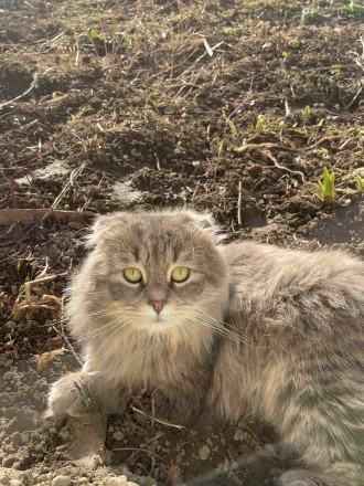 Бажані бажанки