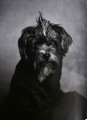 Фото The Dogs: Human Animals 2